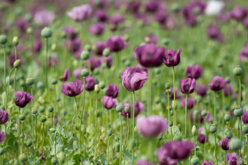 A beautiful field of purple poppy flowers