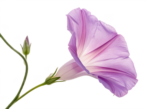 morning glory png morning glory flower png climbing vine png garden flower png transparent background image - Powered by Adobe