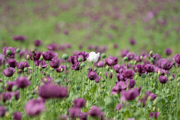 Obraz premium A beautiful field of purple poppy flowers