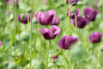 Obraz premium A beautiful field of purple poppy flowers
