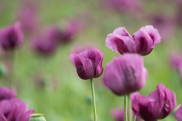 Fototapeta premium A beautiful field of purple poppy flowers