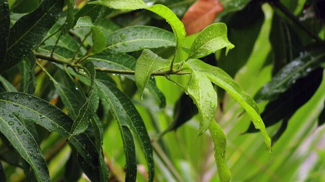 Tropical rain pouring on the mango tree. there is rain water on the mangoes. Raindrops fall on lush green mango tree leaves in tropical weather near gir forest India. rain pouring on the mango tree