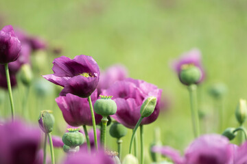 A beautiful field of purple poppy flowers