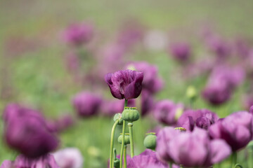 A beautiful field of purple poppy flowers