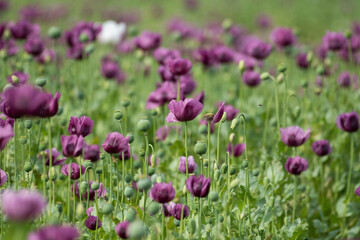 Obraz premium A beautiful field of purple poppy flowers