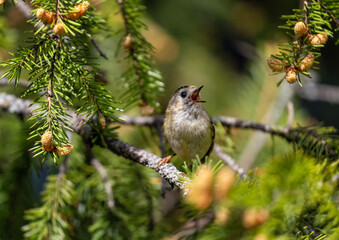 small songbird goldcrested wren sitting on branches of coniferous spruce tree and singing