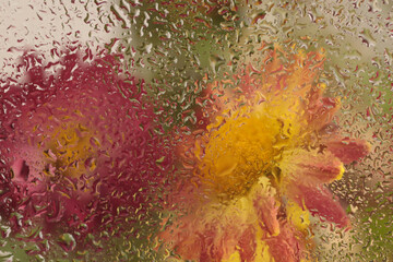 Fototapeta premium Smoke selected Soft focus aster flower bouquet through glass with wet water drops. Abstract natural blur background.