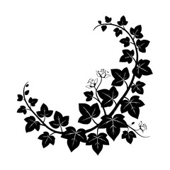 Fototapeta premium Elegant Black & White Floral Vine Design Element