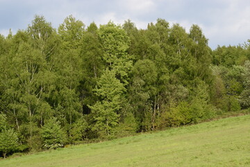 landscape with trees
