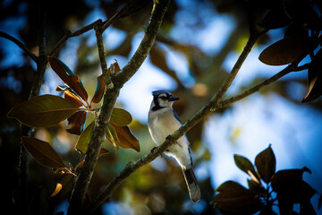 Blue Jay On a Branch