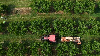 Aerial view of camera descending on tractor pulling a trailer full of peaches as farmers pick fruit...