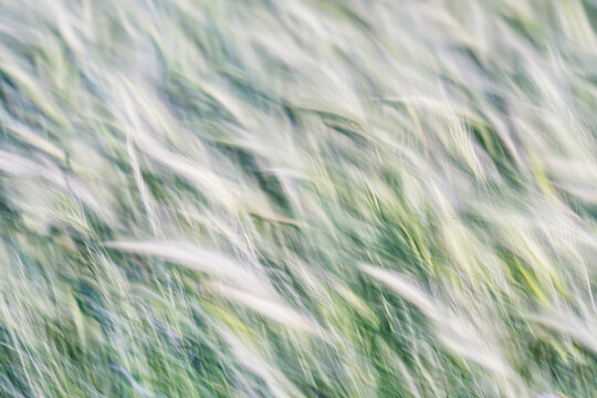 erba nel vento scattata con il mosso intenzionale