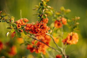 Vivid orange blossoms on a flowering quince bush with soft focus background, showcasing the plant's delicate petals and fresh green leaves.