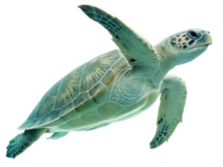 Olive ridley turtle png sea turtle png endangered turtle png marine turtle png ocean wildlife png aquatic animal png transparent background image