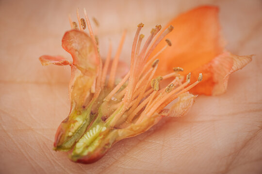 Close-up of a dissected quince flower revealing seeds and inner structure, resting on a palm with detailed texture and soft lighting.