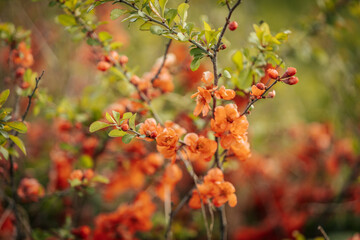 Fototapeta premium Close-up of a quince bush covered with vibrant orange blossoms nestled among tall wild grass, suggesting a spring or early summer bloom.