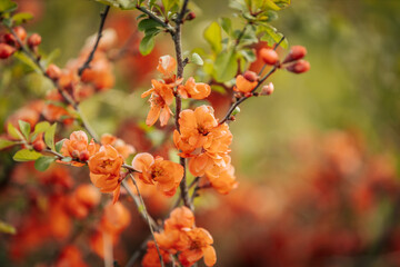 Vivid orange blossoms on a flowering quince bush with soft focus background, showcasing the plant's delicate petals and fresh green leaves.