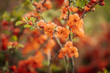 Vivid orange blossoms on a flowering quince bush with soft focus background, showcasing the plant's delicate petals and fresh green leaves.
