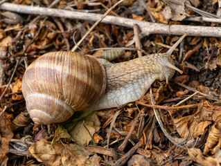 Close-up of Roman snail (Helix pomatia) crawling through dry leaves. Edible land snail known for its use in French cuisine as escargot. Perfect for culinary or nature concepts