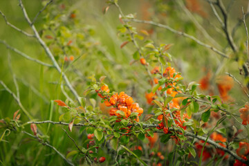 Close-up of a quince bush covered with vibrant orange blossoms nestled among tall wild grass, suggesting a spring or early summer bloom.