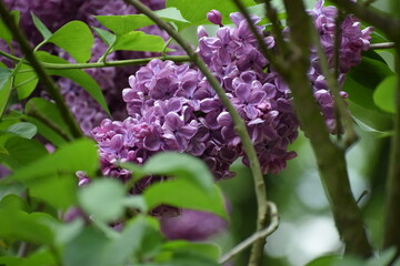 Obraz premium lilac flowers in the garden.