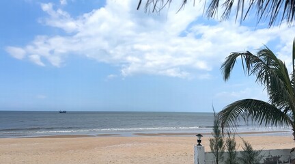 palm trees on the beach