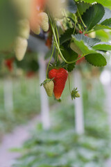 ripe strawberries in a greenhouse