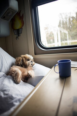 shih tzu dog lies in a bed in a train carriage