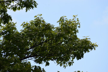 green leaves, flora and nature