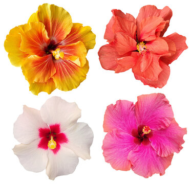 Collection of colorful hibiscus flowers, double and single flowers for tropical and fashion design background, isolated on transparent background