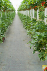 ripe strawberries in a greenhouse