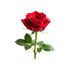Fototapeta premium Single Deep Red Rose Bloom with Stem – Isolated on Clean Background”