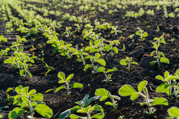 Rows of vibrant young soybean sprouts emerge from rich dark soil, basking in sunlight during early...