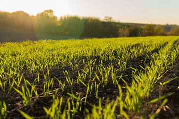 Sunshine illuminates the young green wheat sprouts growing in the winter field, showcasing nature's...
