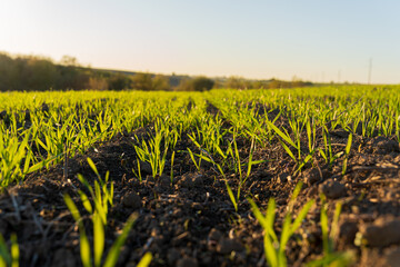 Winter wheat seeds germinate in a rich, dark soil under warm sunlight, showcasing vibrant green sprouts in a lush field © SMK