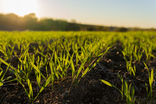 Fresh wheat sprouts emerge from the rich soil in a winter meadow, basking in the golden light of the late afternoon sun
