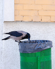 A crow steals food waste from a rubbish bin in a public place. The life of birds in the city.