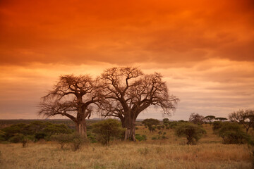 Giant Baobab trees (Adansonia digitata) at sunset, Tarangire National Park, Tanzania