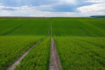 Expansive winter wheat field showcases lush green sprouts thriving in sunlight, with clear paths...