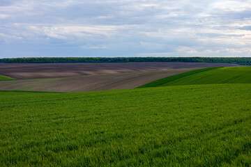 Fototapeta premium Wide expanse of winter wheat field displaying fresh green sprouts amidst a landscape of dark soil and clouds above