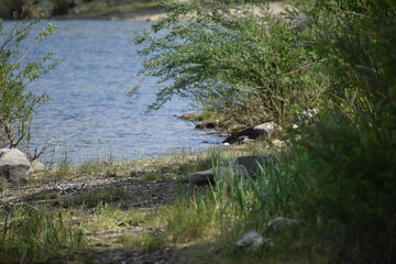 lake with a small river