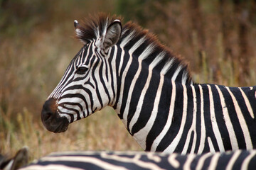 Naklejka premium Zebra, Tarangire National Park, Tanzania