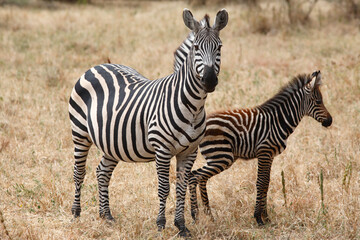 Zebras, Tarangire National Park, Tanzania