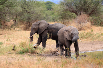 Fototapeta premium African Elephants (Loxodonta africana), Tarangire National Park, Tanzania