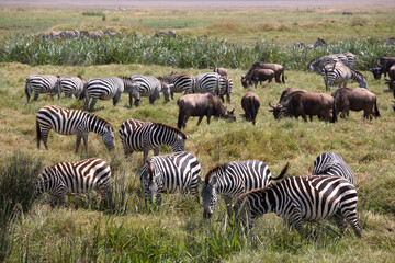 Herd of Zebras and Wildebeest feeding on grass, Ngorongoro Conservation Area, Tanzania