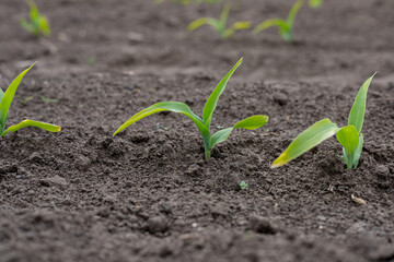 Freshly sprouted corn plants are breaking through the dark soil, showcasing vibrant green leaves in a rural setting at dawn