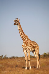 Lone Giraffe, Serengeti National Park, Tanzania
