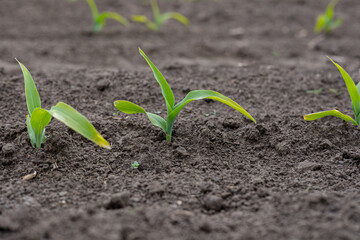 Healthy young corn plants breaking through the rich soil, signaling the onset of the growing season in a rural landscape
