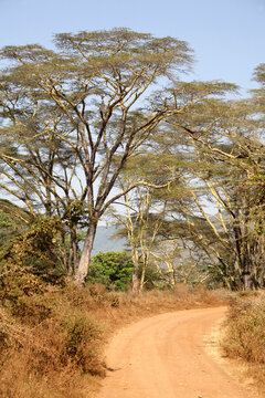 Dirty road among Acacia Tortilis trees in the Serengeti National Park, Tanzania