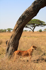 Lioness (Panthera Leo), Serengeti, Tanzania